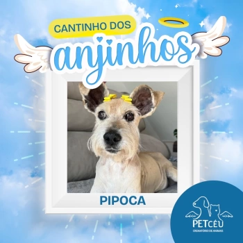 Pipoca