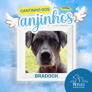 Bradock