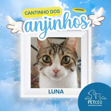 Hoje é dia de relembrar os nossos amados pets que se tornaram anjinhos.  Esta é uma homenagem da Pet Céu e dos seus tutores para relembrar com muito amor e carinho todos os pets que se tornaram estrelas e inundaram nossas vidas com lembranças e boas memórias.  Suas histórias permanecerão para sempre em nossos corações!  Para conhecer toda a lista de homenagens disponíveis pela Pet Céu, acesse o link da nossa bio!  #amordepet #cremacaopet #filhopet #petcuritiba