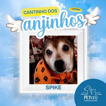 Hoje é dia de relembrar os nossos amados pets que se tornaram anjinhos.  Esta é uma homenagem da Pet Céu e dos seus tutores para relembrar com muito amor e carinho todos os pets que se tornaram estrelas e inundaram nossas vidas com lembranças e boas memórias.  Suas histórias permanecerão para sempre em nossos corações!  Para conhecer toda a lista de homenagens disponíveis pela Pet Céu, acesse o link da nossa bio!  #amordepet #cremacaopet #filhopet #petcuritiba