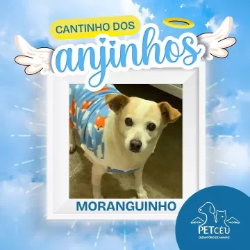 Hoje é dia de relembrar os nossos amados pets que se tornaram anjinhos.  Esta é uma homenagem da Pet Céu e dos seus tutores para relembrar com muito amor e carinho todos os pets que se tornaram estrelas e inundaram nossas vidas com lembranças e boas memórias.  Suas histórias permanecerão para sempre em nossos corações!  Para conhecer toda a lista de homenagens disponíveis pela Pet Céu, acesse o link da nossa bio!  #amordepet #cremacaopet #filhopet #petcuritiba